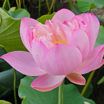 公益社団法人　奈良市観光協会に投稿された画像（2024/7/28）