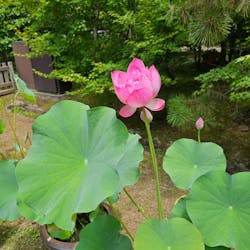 公益社団法人　奈良市観光協会に投稿された画像（2024/7/28）