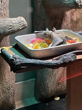 カワスイ 川崎⽔族館に投稿された画像（2024/7/28）