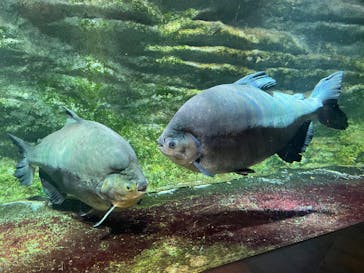 カワスイ 川崎⽔族館に投稿された画像（2024/7/28）