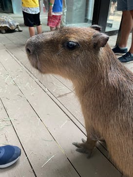 カワスイ 川崎⽔族館に投稿された画像（2024/7/28）