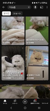 猫カフェモカ　アルシェ大宮店に投稿された画像（2024/7/28）
