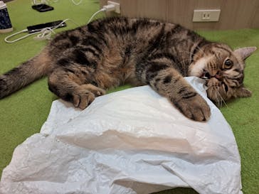 猫カフェモカ　アルシェ大宮店に投稿された画像（2024/7/28）