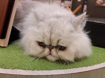 猫カフェモカ　アルシェ大宮店に投稿された画像（2024/7/28）