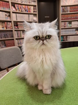 猫カフェモカ　アルシェ大宮店に投稿された画像（2024/7/28）