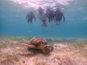 タビワク　宮古島に投稿された画像（2024/7/28）