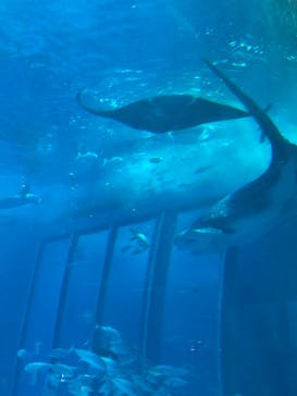 沖縄美ら海水族館に投稿された画像（2024/7/28）
