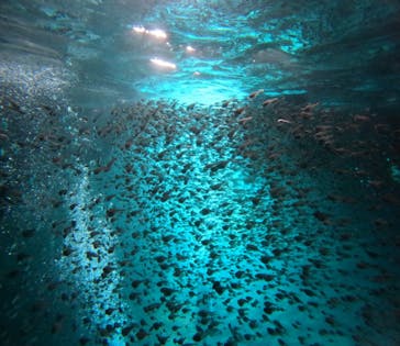 武藤潜水に投稿された画像（2024/7/28）