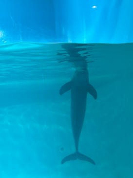 マリンワールド海の中道に投稿された画像（2024/7/28）