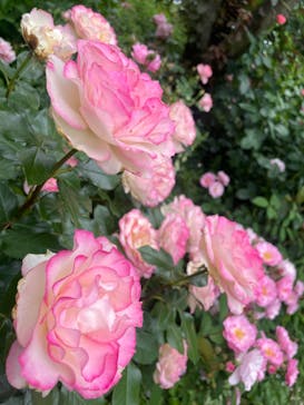 横浜イングリッシュガーデンに投稿された画像（2024/7/28）