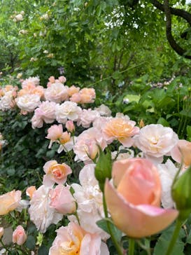 横浜イングリッシュガーデンに投稿された画像（2024/7/28）