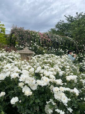 横浜イングリッシュガーデンに投稿された画像（2024/7/28）