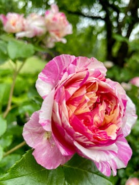 横浜イングリッシュガーデンに投稿された画像（2024/7/28）