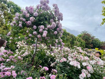 横浜イングリッシュガーデンに投稿された画像（2024/7/28）