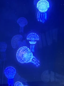 名古屋港水族館に投稿された画像（2024/7/28）