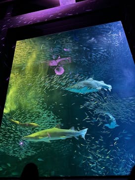 マリンワールド海の中道に投稿された画像（2024/7/28）