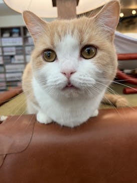 猫カフェモカ　池袋東口店に投稿された画像（2024/7/28）