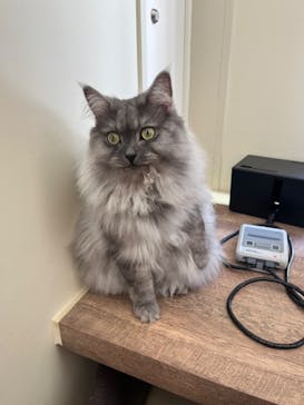 猫カフェモカ　池袋東口店に投稿された画像（2024/7/28）