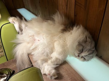 猫カフェモカ　池袋東口店に投稿された画像（2024/7/28）