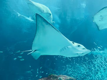 マリンワールド海の中道に投稿された画像（2024/7/28）