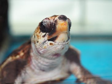 名古屋港水族館に投稿された画像（2024/7/28）