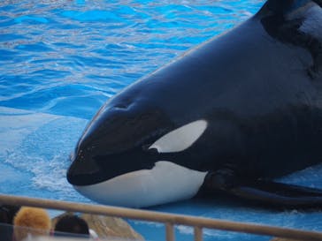 名古屋港水族館に投稿された画像（2024/7/28）