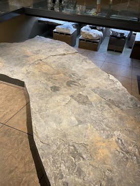 福井県立恐竜博物館に投稿された画像（2024/7/28）