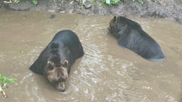 サホロリゾート　ベア･マウンテンに投稿された画像（2024/7/28）
