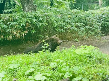 サホロリゾート　ベア･マウンテンに投稿された画像（2024/7/28）