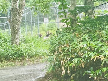 サホロリゾート　ベア･マウンテンに投稿された画像（2024/7/28）