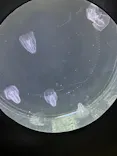 仙台うみの杜水族館に投稿された画像（2024/7/29）
