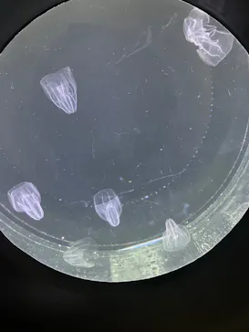 仙台うみの杜水族館に投稿された画像（2024/7/28）