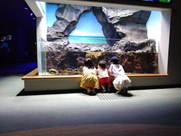 島根県立 しまね海洋館に投稿された画像（2024/7/28）