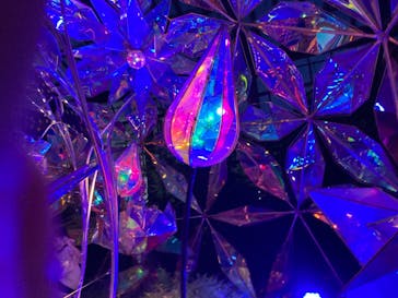 京成バラ園に投稿された画像（2024/7/28）