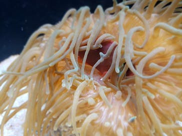 島根県立 しまね海洋館に投稿された画像（2024/7/29）