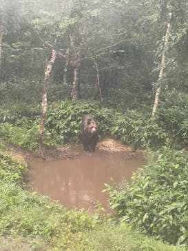 サホロリゾート　ベア･マウンテンに投稿された画像（2024/7/28）