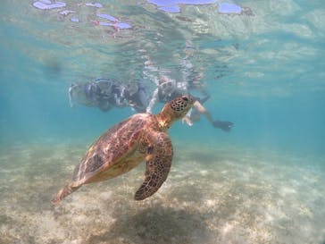 初心者専門宮古島シュノーケリングツアーに投稿された画像（2024/7/29）