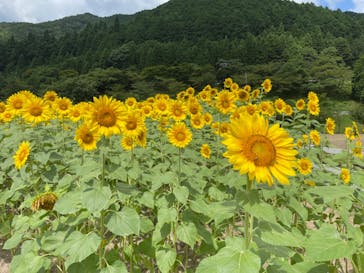 神崎農村公園ヨーデルの森に投稿された画像（2024/7/29）