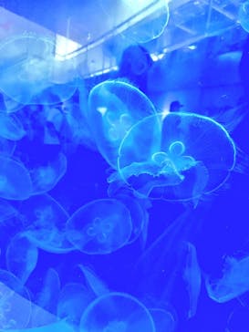 葛西臨海水族園に投稿された画像（2024/7/29）