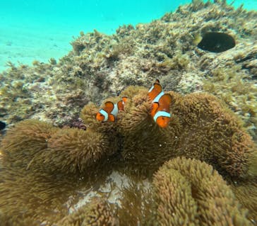 nico 宮古島に投稿された画像（2024/7/29）