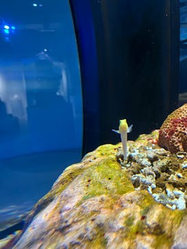 AQUARIUM × ART　atoaに投稿された画像（2024/7/29）