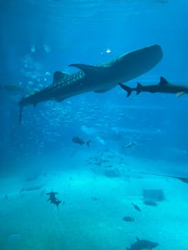 サンシャイン水族館に投稿された画像（2024/7/29）