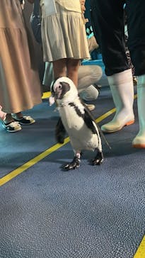 箱根園水族館に投稿された画像（2024/7/29）