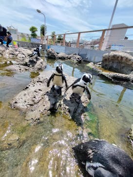 横浜・八景島シーパラダイスに投稿された画像（2024/7/29）
