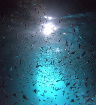 武藤潜水に投稿された画像（2024/7/29）