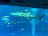 沖縄美ら海水族館に投稿された画像（2024/7/29）