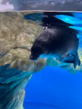 仙台うみの杜水族館に投稿された画像（2024/7/29）