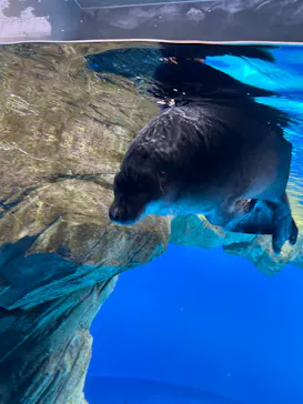 仙台うみの杜水族館に投稿された画像（2024/7/29）