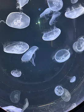 仙台うみの杜水族館に投稿された画像（2024/7/29）