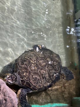 伊豆・三津シーパラダイスに投稿された画像（2024/7/29）